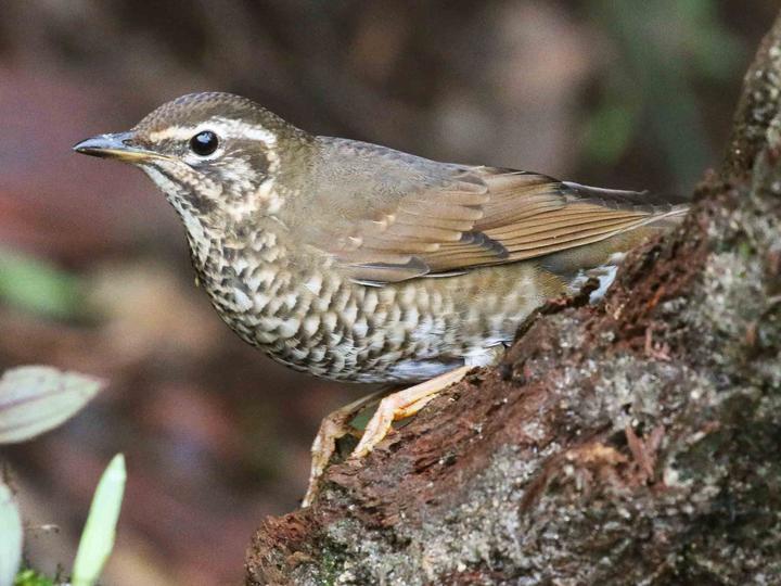 Siberian Thrush