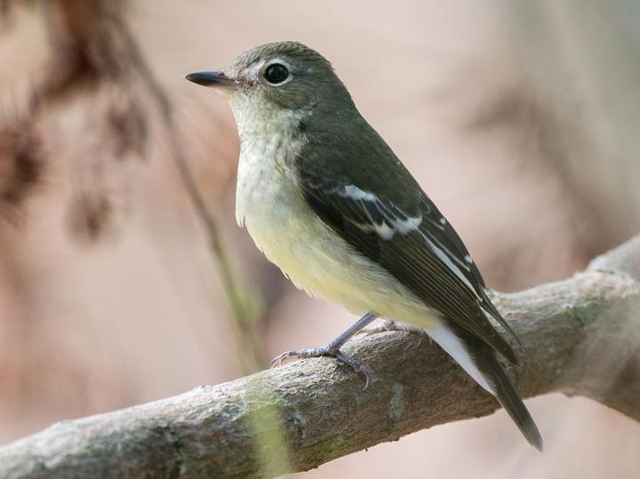 Yellow-rumped Flycatcher