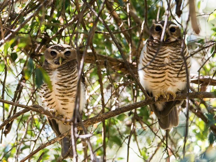 White-browed Owl