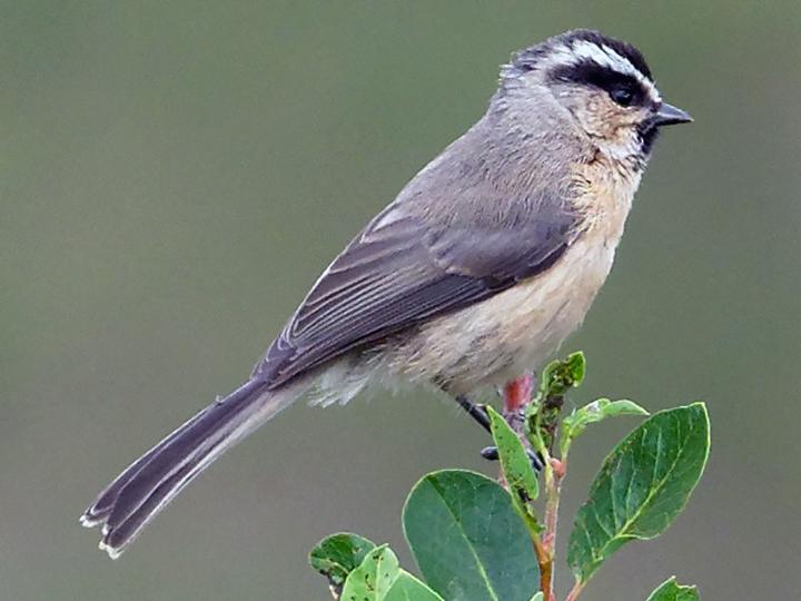 White-browed Tit