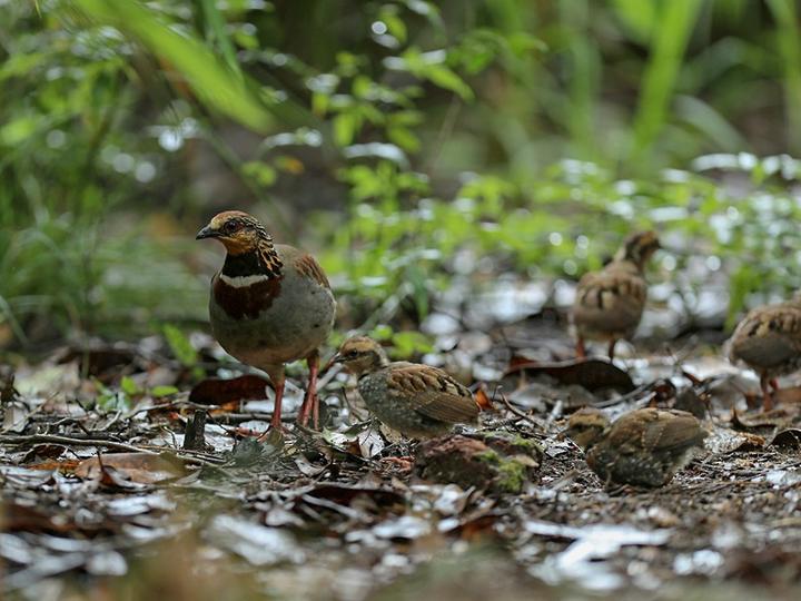 White-necklaced Partridge