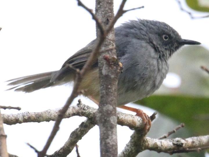 Sierra Leone Prinia