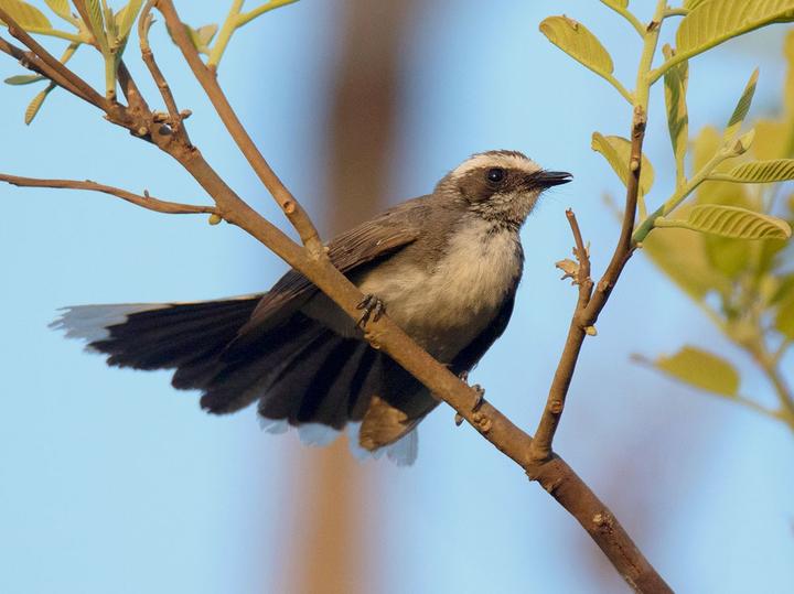 White-browed Fantail