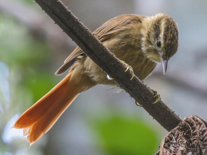 White-browed Foliage-gleaner