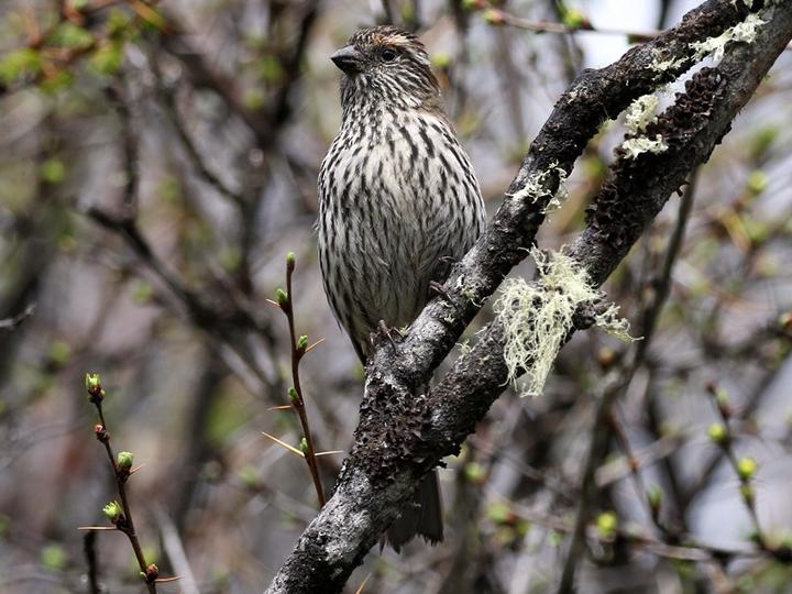 Chinese White-browed Rosefinch