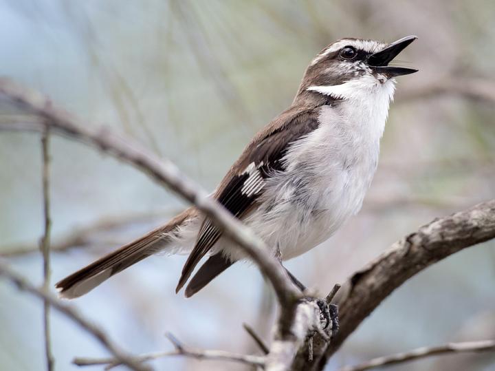 White-browed Robin