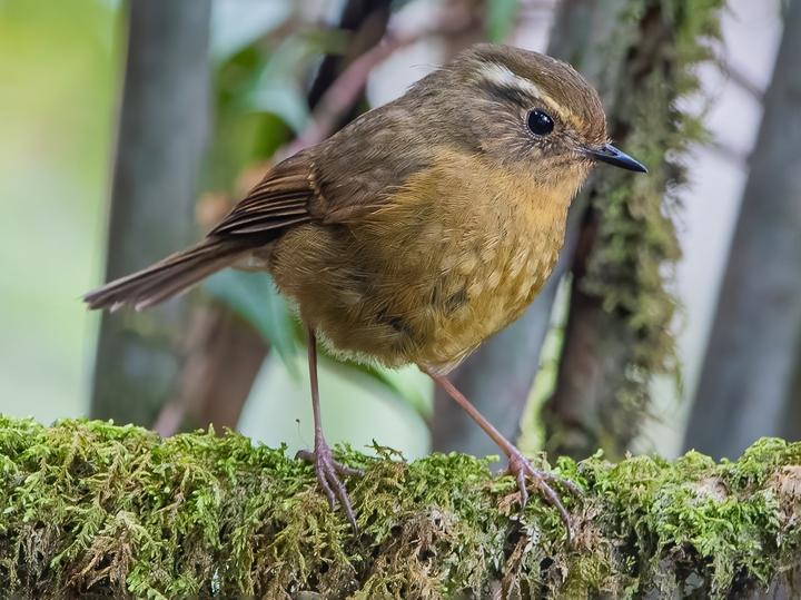 White-browed Bush Robin