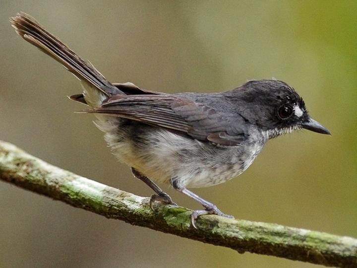 White-browed Forest Flycatcher