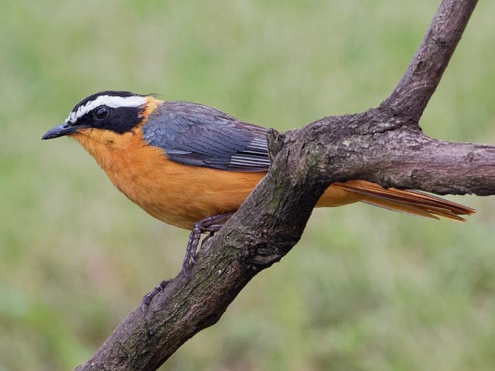 White-browed Robin-Chat
