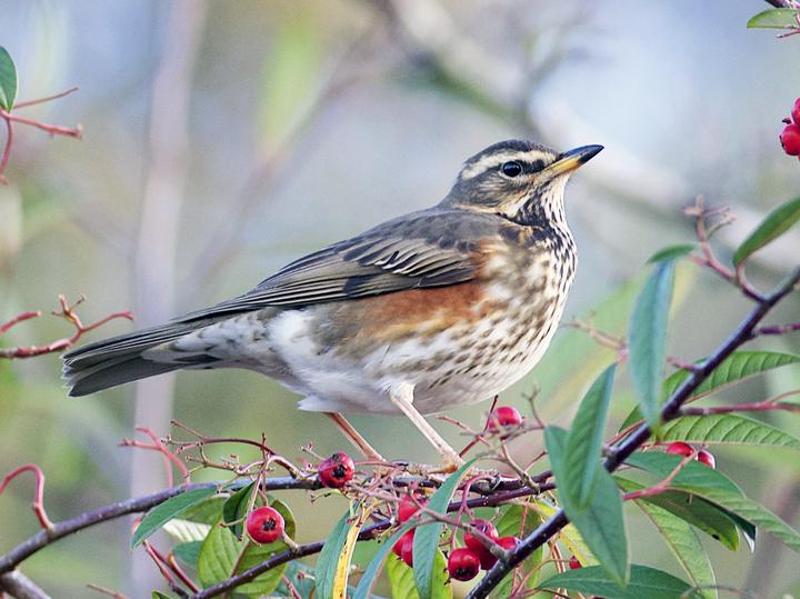 Redwing