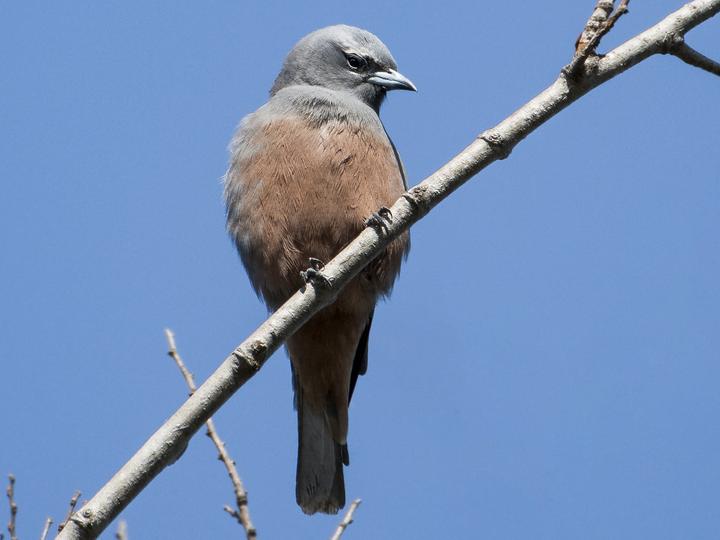 White-browed Woodswallow