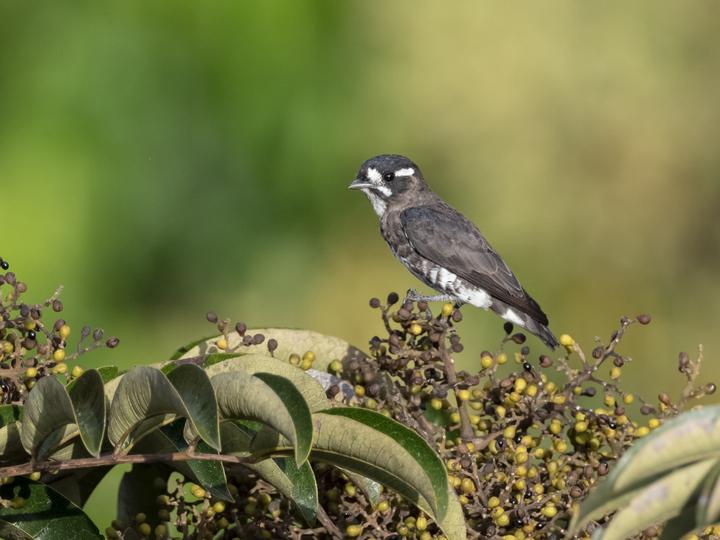 White-browed Purpletuft