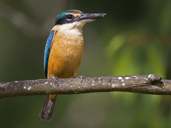 Sacred Kingfisher