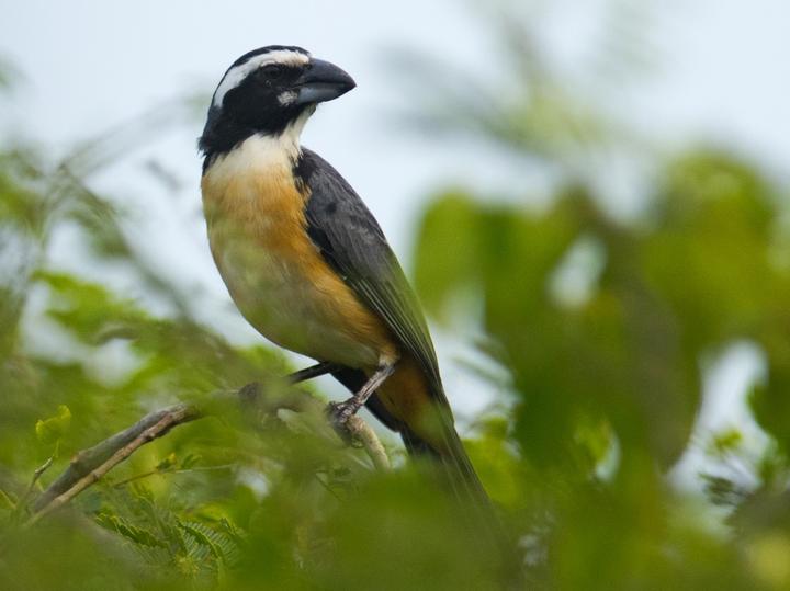 Orinoco Saltator