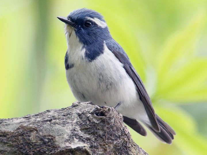 Ultramarine Flycatcher