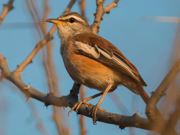 White-browed Scrub Robin