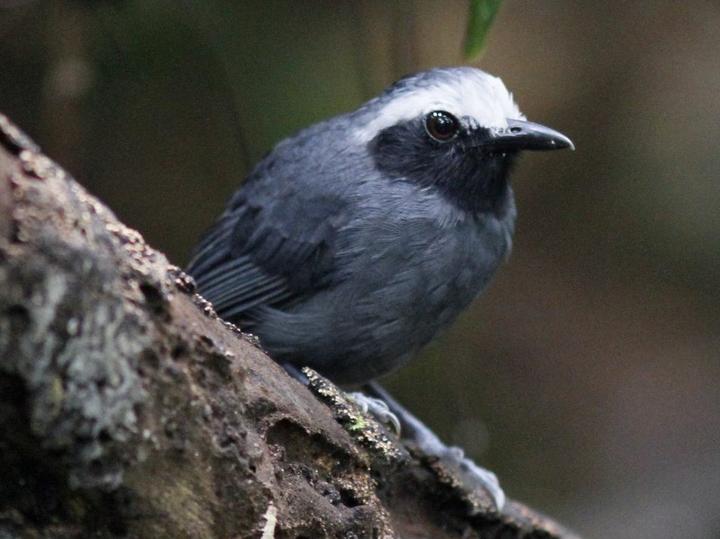 White-browed Antbird