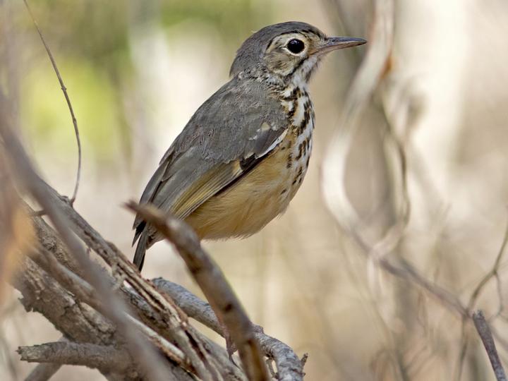 White-browed Antpitta