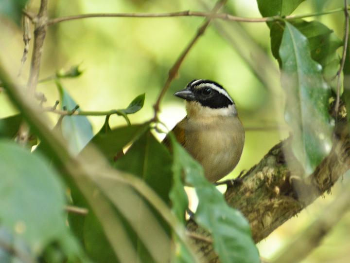 Pectoral Sparrow