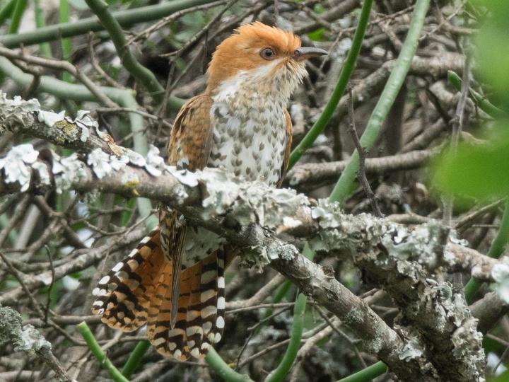 Diederik Cuckoo