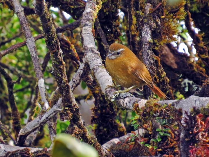 White-browed Spinetail