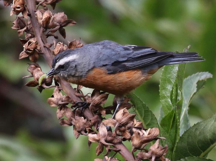 White-browed Conebill