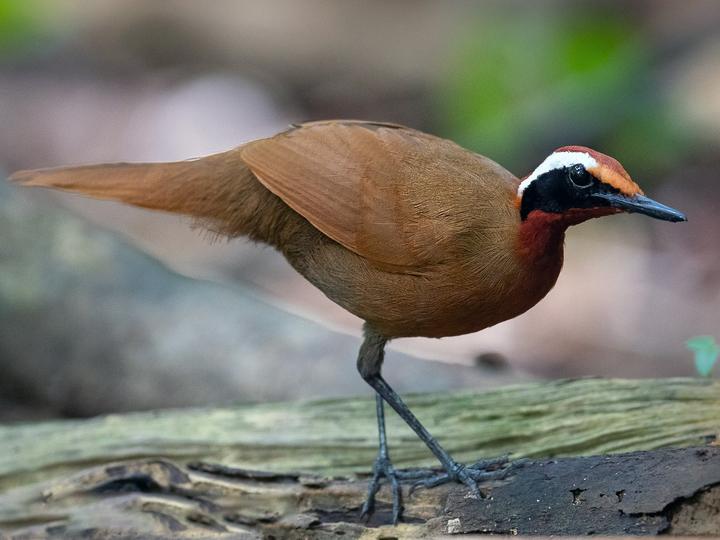 Rail-babbler