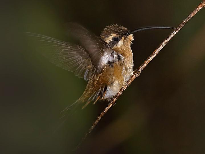 White-browed Hermit