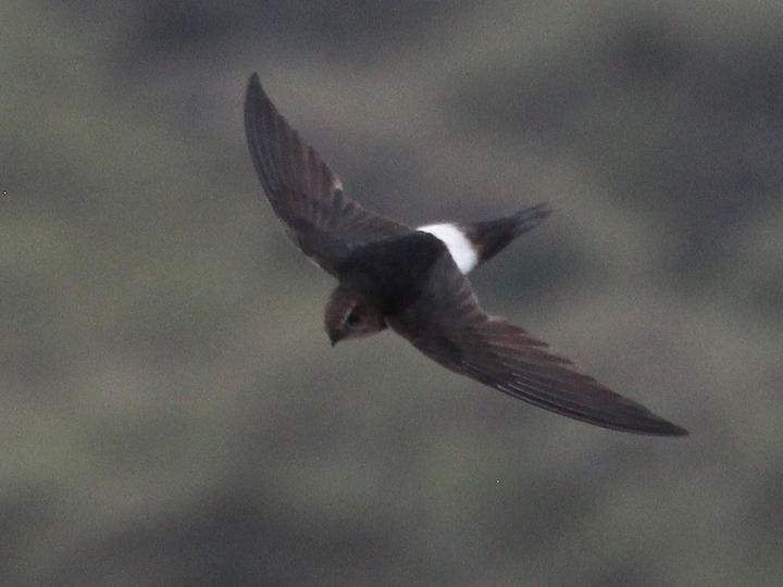 Horus Swift