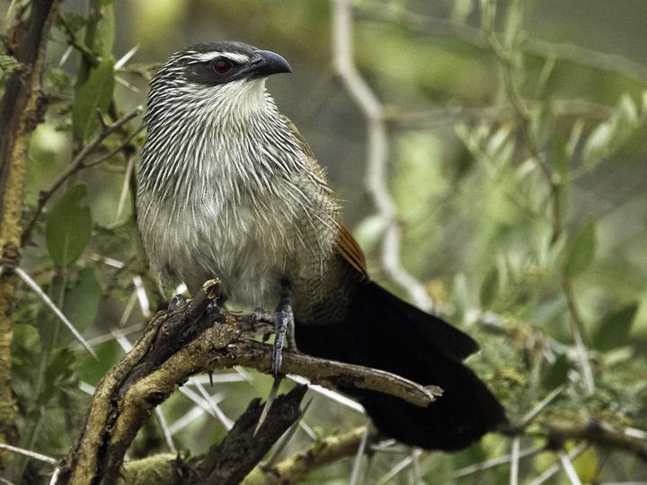 White-browed Coucal