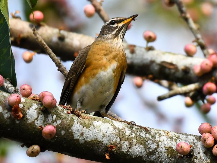 Eyebrowed Thrush