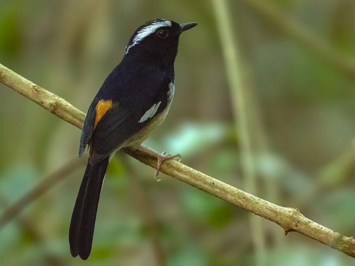 White-browed Shama
