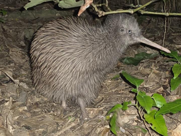 Okarito Kiwi