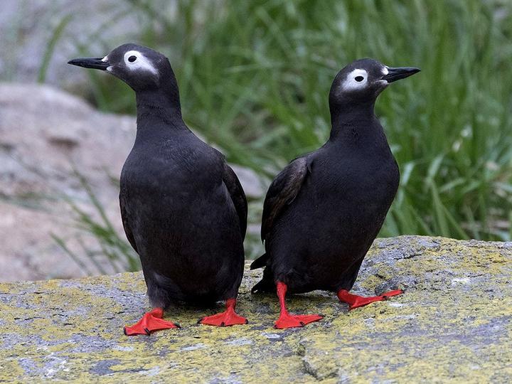 Spectacled Guillemot