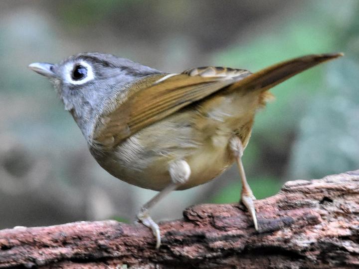 Nepal Fulvetta