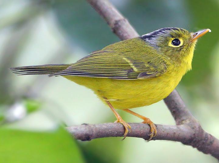 White-spectacled Warbler
