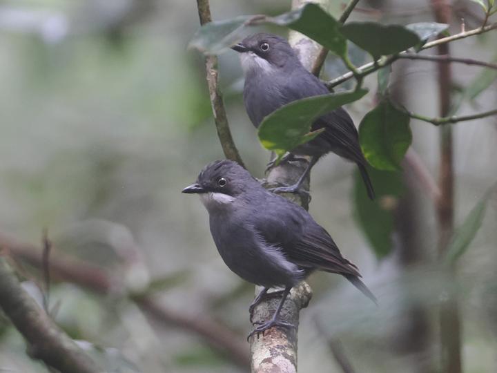 White-eyed Robin