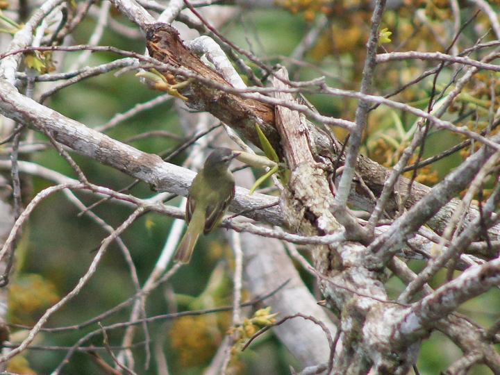 White-lored Tyrannulet