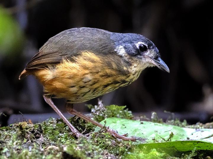 White-lored Antpitta