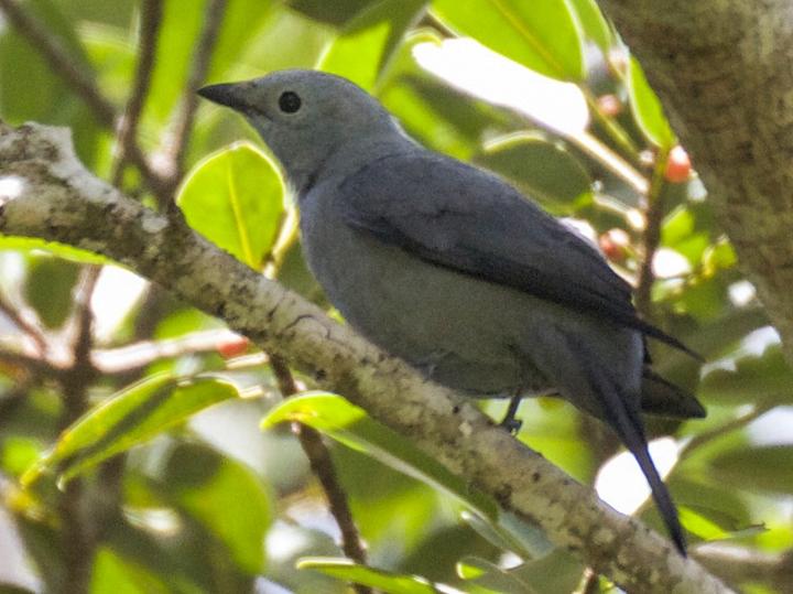Boyer's Cuckooshrike