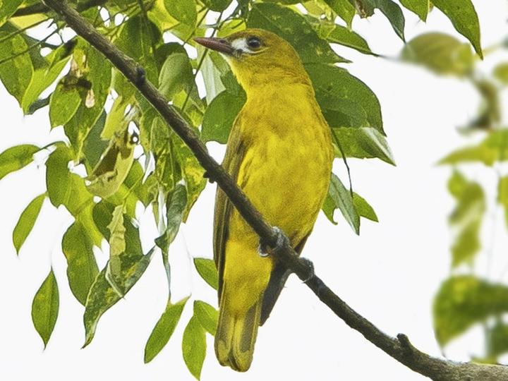 White-lored Oriole