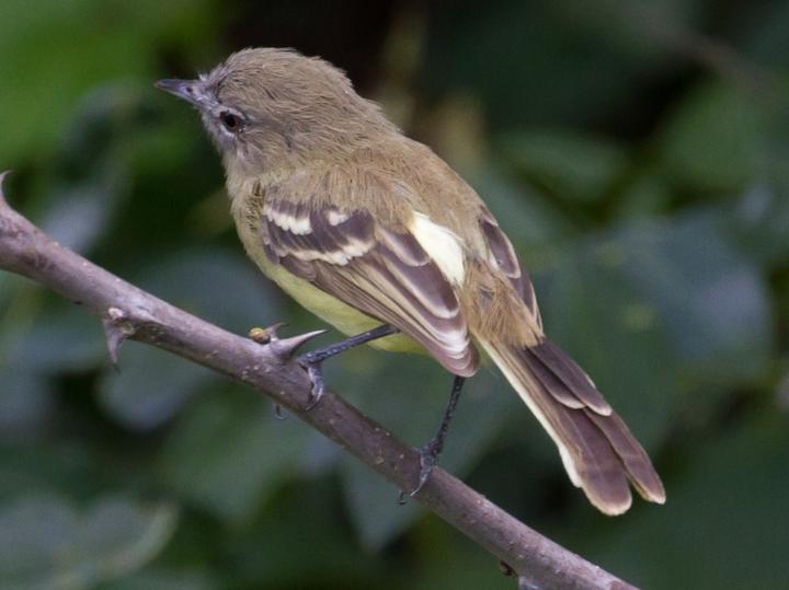 Pale-tipped Inezia