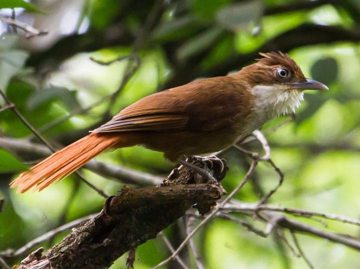 White-eyed Foliage-gleaner