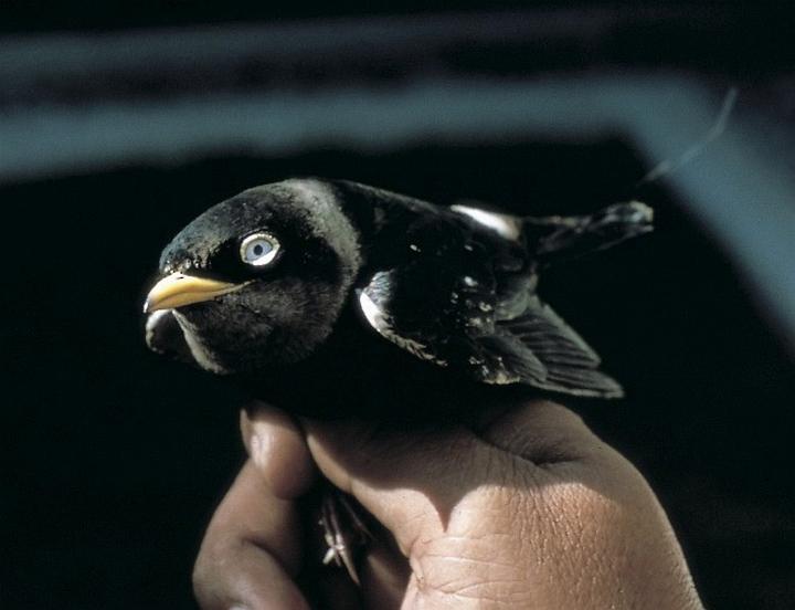 White-eyed River Martin
