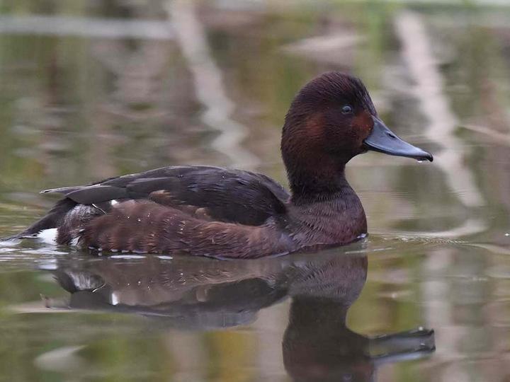 Ferruginous Duck