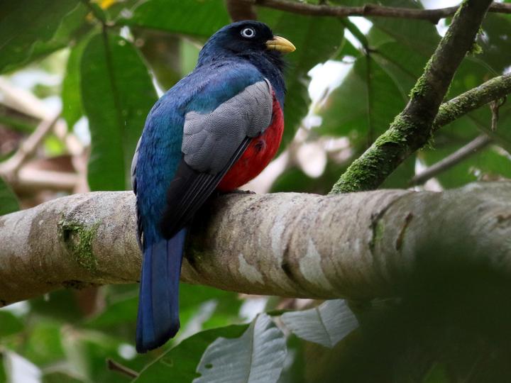 Choco Trogon