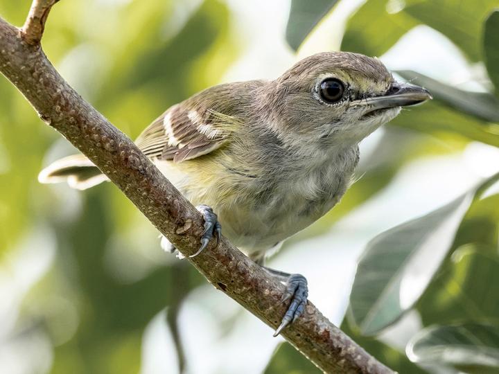 White-eyed Vireo