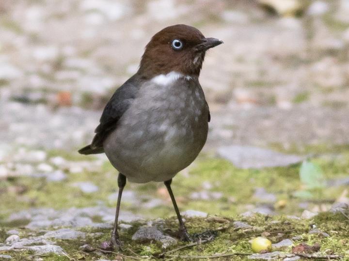 White-eyed Thrush