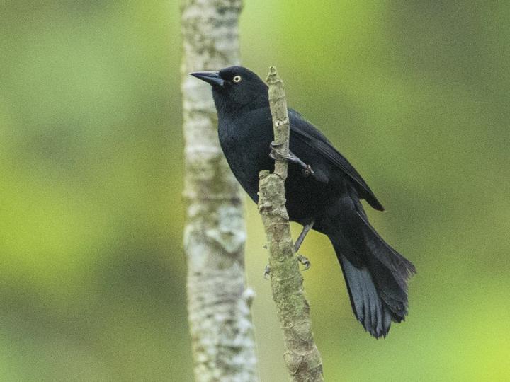 Pale-eyed Blackbird