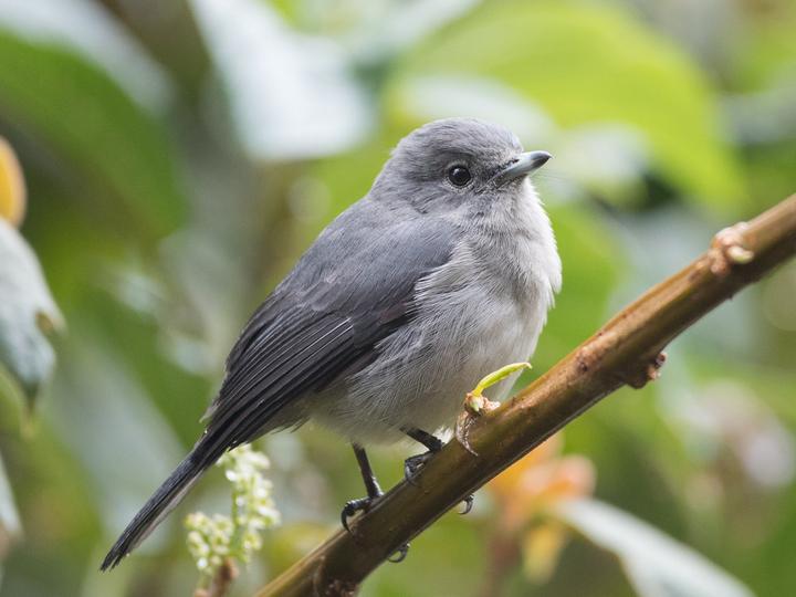 White-eyed Slaty Flycatcher